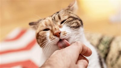 WHY IS MY CAT LICKING ME?