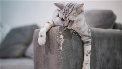 HOW DO I HELP MY CAT WITH BEHAVIORAL ISSUES?