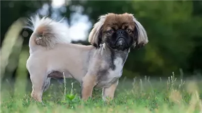 Should You Shave Your Dog in the Summer?