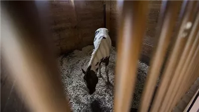 Why Horses Stall Walk or Fence Walk and How to Make Them Stop