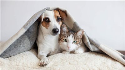 LEAVING A STRESSED PET HOME ALONE