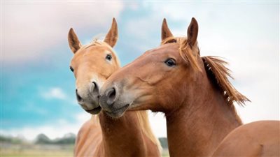 Posse of Horses Dares Grizzly to Charge In Tense Showdown