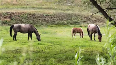 Why Turnout Is Important for Your Horse