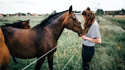 What Do I Do If My Horse Colics?