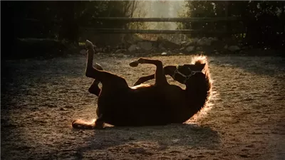Why Horses Roll