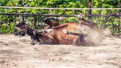 Get Your Cast Horse Back on Its Feet