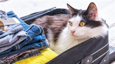 PRO TIPS FOR FLYING WITH YOUR CAT OR DOG