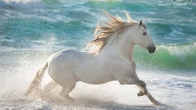 Vets work to save “stolen” Przewalski’s filly with broken leg