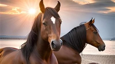 Comparing Horse to Human Age