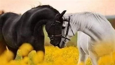 Horse Training - What You Can Do With a Two or Three Year Old Horse
