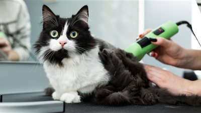 Can You Shave A Cat?
