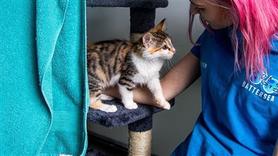 HOW TO FIND A GOOD CAT BEHAVIOURIST