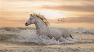 Welsh Pony and Cob Horse: Breed Profile