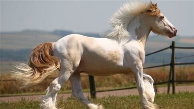 Choosing the Right Noseband for Your Horse's Bridle