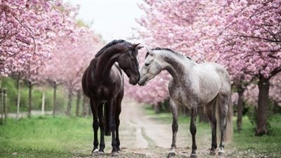 How to Put a Bridle on a Horse