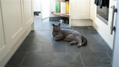 IS MY CAT HAPPY?