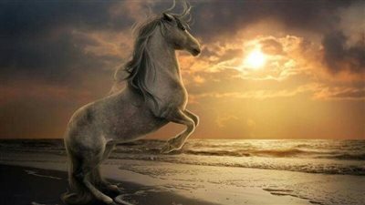 How to Assess the Healthy Weight For A Horse