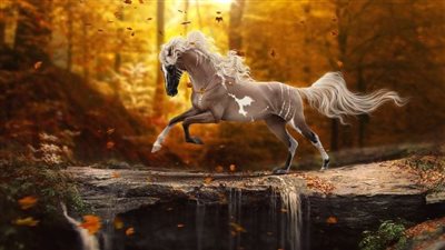 How to Measure a Horse's Weight