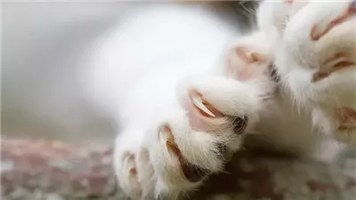 Should You Declaw Your Cat?