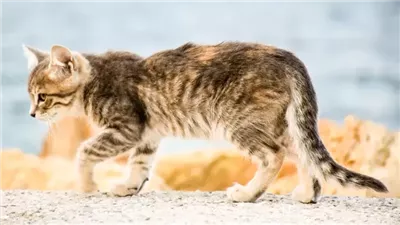 How to Tell If Your Cat's Rear Quarters Are Healthy