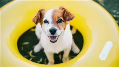 7 Dog Summer Safety Tips