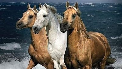 Curb Chains and Straps for Your Horse