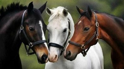 How Much Do Horses Cost?