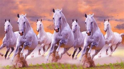 Horse Age and Lifespan Facts