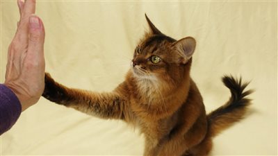 3 Easy Tricks to Teach Your Cat