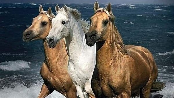 موقع أيام نيوز
