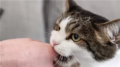 Reasons Why Cats Bite and How to Stop It
