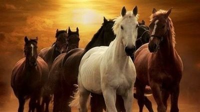 Leg Markings on Horses