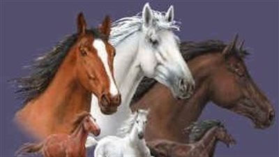 How to Introduce a New Horse to the Herd