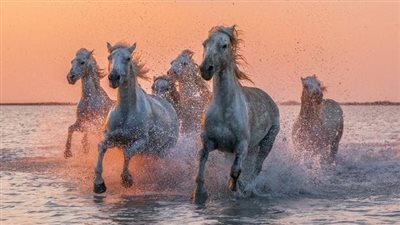 How to Find Your Horse's Pedigree