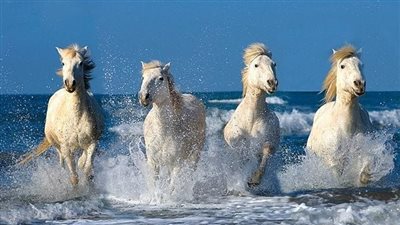 What Does it Cost to Care For a Horse?