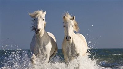 When It's Time to Euthanize a Horse