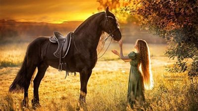 Equine Lameness Evaluation
