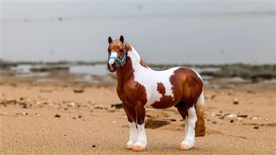 How Long Should I Train My Horse Daily?