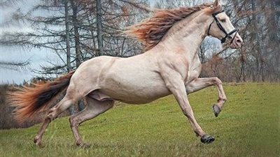 Common Foot Injuries of the Equine Athlete