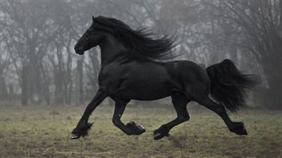 Help to Extend Your Horse Hay Supply