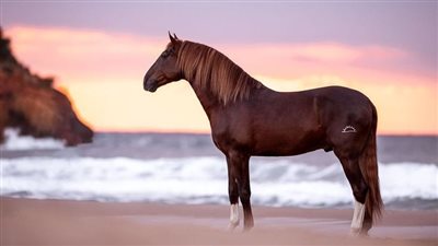 Broke Horse vs. Schooled Horse