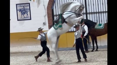 Horrifying Moment an Abused Horse Attacks its Owner, But You Won’t Believe the Remarkable Turnaround()