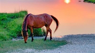 Winter Water for Horses