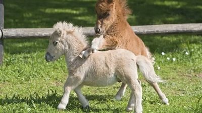 Charming Companions: Delving into the Irresistible World of Adorable Ponies  ‎