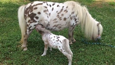 Eternal Equine Love: Unveiling the Heartwarming Bond Between Mother and Foal in the World of Horses