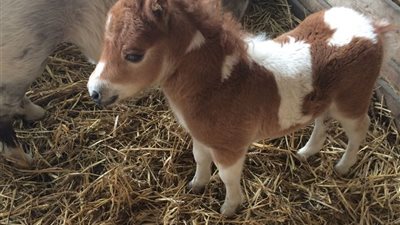 Introducing Our Charming Pony: A Source of Joy and Happiness  ‎
