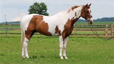 How to Haul a Horse Safely