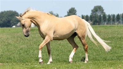 Horse in a Rush