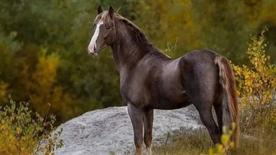 How to Green the Horse Barn