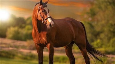 Equine Skin Allergies